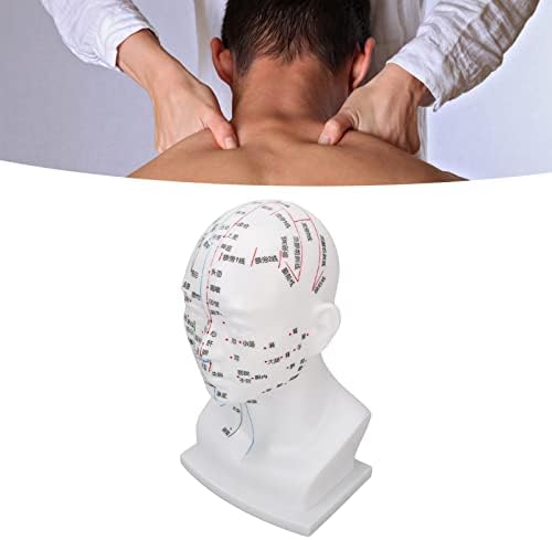 Модел на главата Акупунктурни Точки, Модел на Главата на Меридиана ПВК Украса тренировка за магазин за масаж